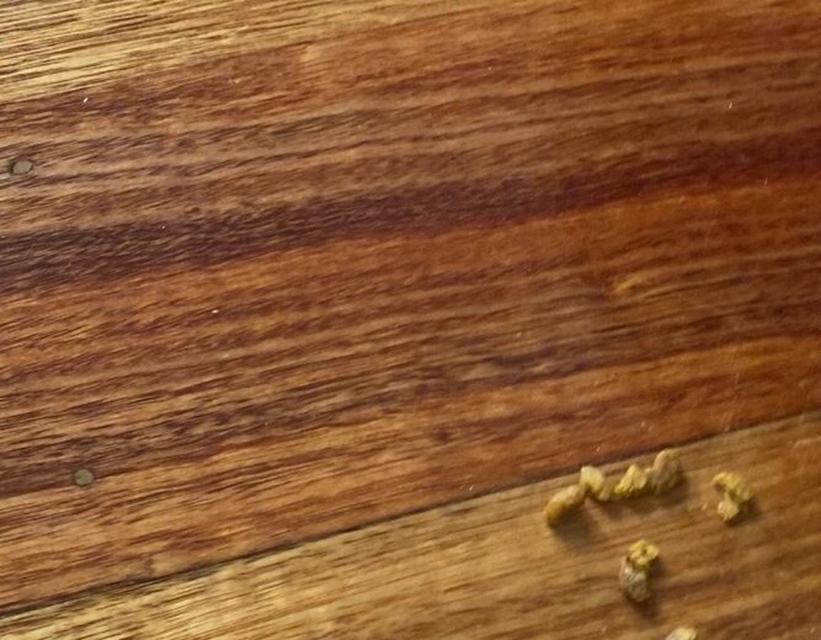 小猫咬碎猫粮的原因是什么？是否需要更换猫粮？