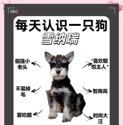 星速烘焙猫粮的质量如何？雪纳瑞繁殖需要多长时间？