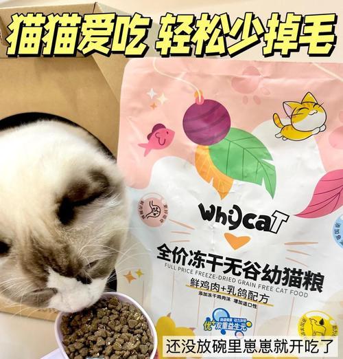 布偶猫脱毛严重有什么解决方法？