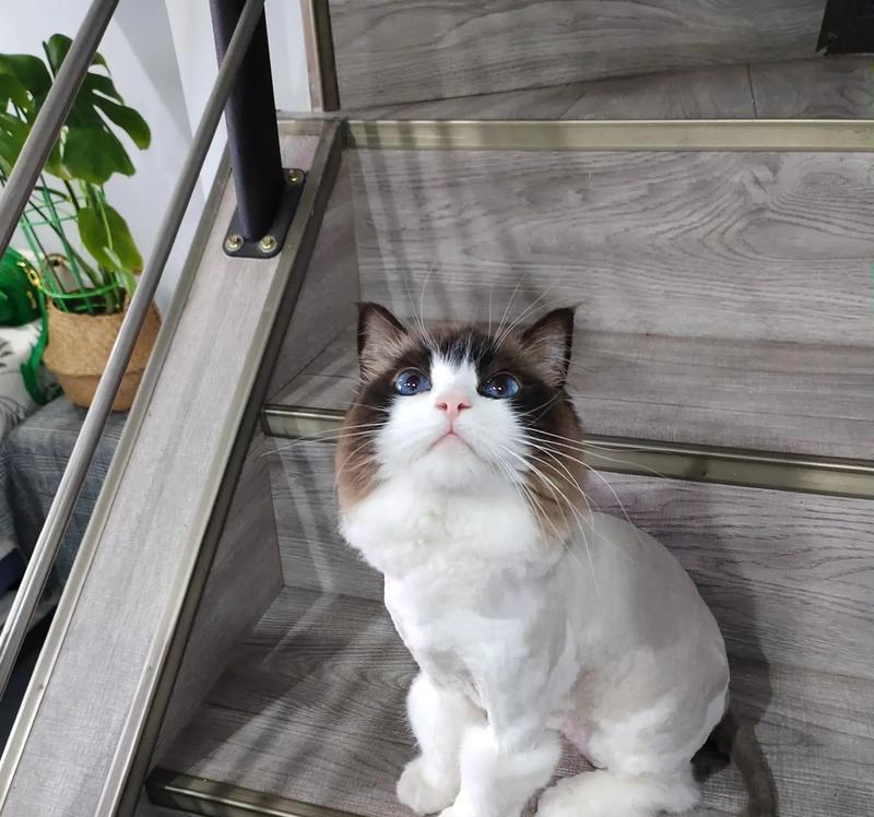 布偶猫脱毛严重有什么解决方法？