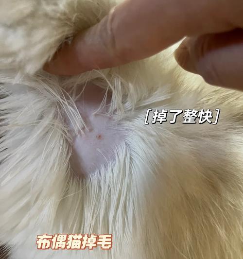 布偶猫脱毛严重有什么解决方法？