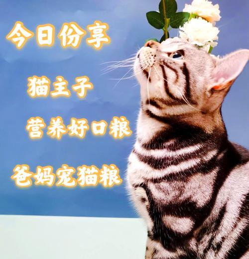 新鲜哥猫粮供不应求该如何解决？
