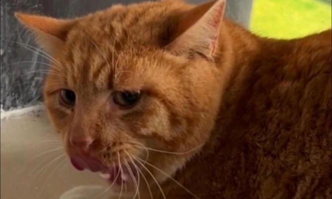 新鲜哥猫粮供不应求该如何解决？