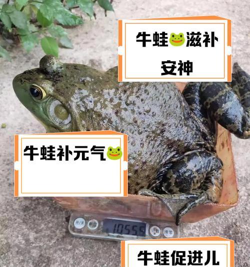 牛蛙食用猫粮会有什么不良后果？