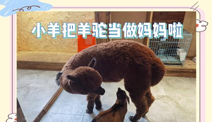 猫吃乳鸽猫粮上火吗怎么办？羊驼玩具怎么可以滑动起来？