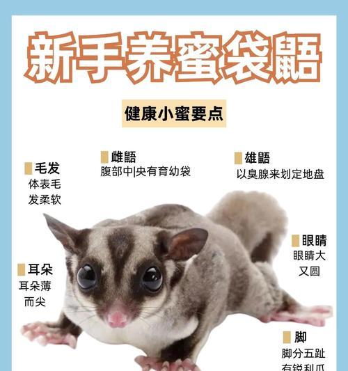 宠物老鼠为何会长得像猪？