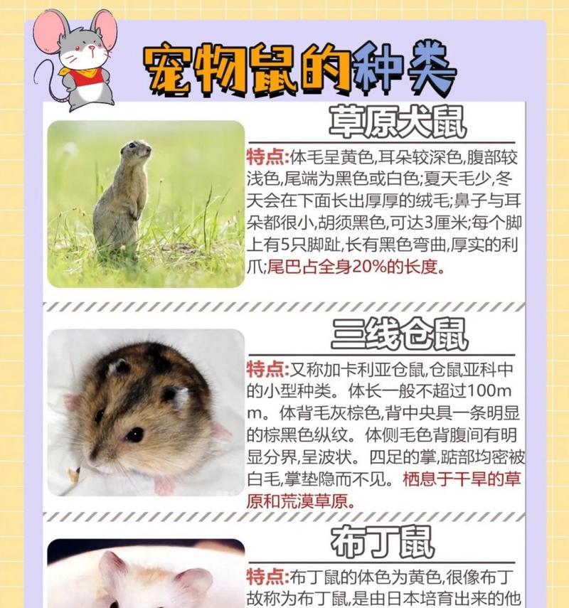 宠物老鼠为何会长得像猪？