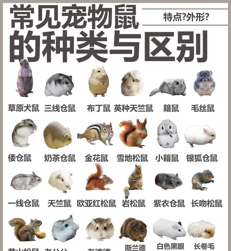 宠物老鼠为何会长得像猪？