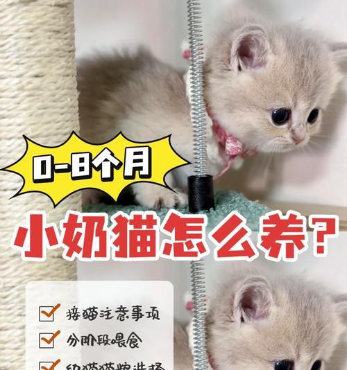 小幼猫既不吃奶也不吃猫粮怎么办？