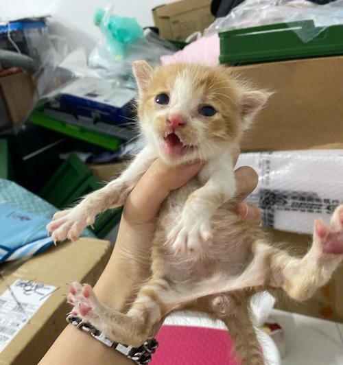 小幼猫既不吃奶也不吃猫粮怎么办？