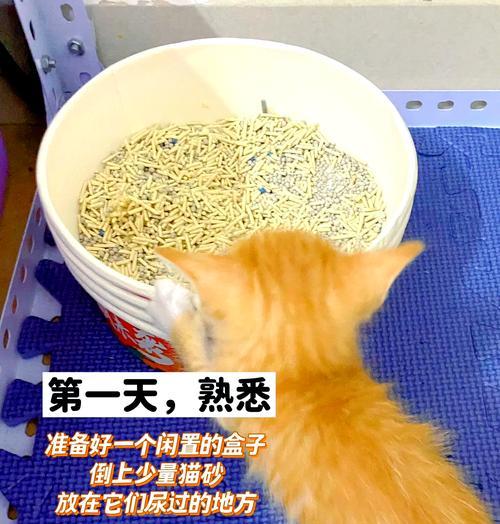 猫把猫粮泼到猫砂盆里会有什么后果？如何防止猫这样做？