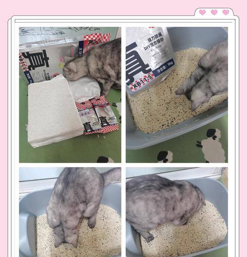 猫把猫粮泼到猫砂盆里会有什么后果？如何防止猫这样做？