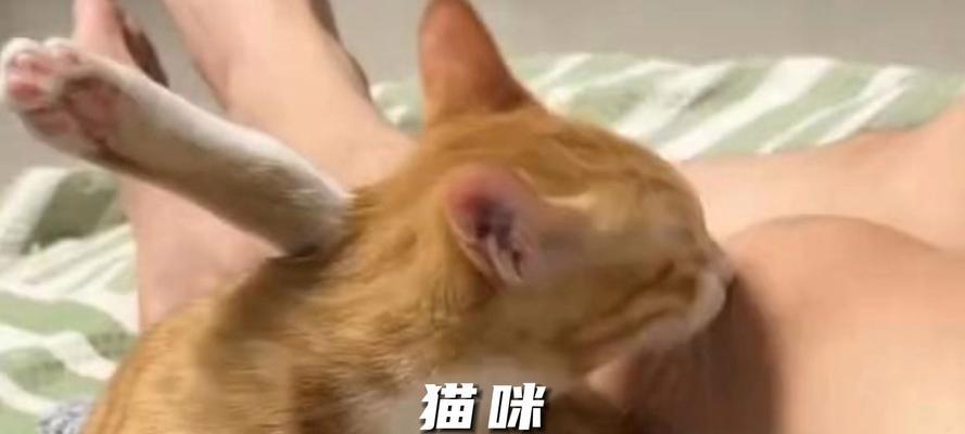 猫咪吃猫粮时舔嘴巴的原因是什么？