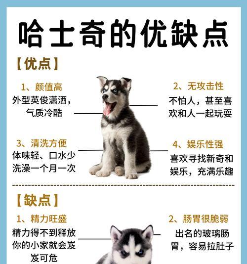 羊驼毛不光泽怎么回事？俄罗斯小型哈士奇特点是什么？