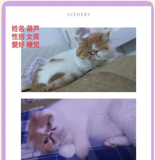 偷玩猫粮的女孩名字是什么？