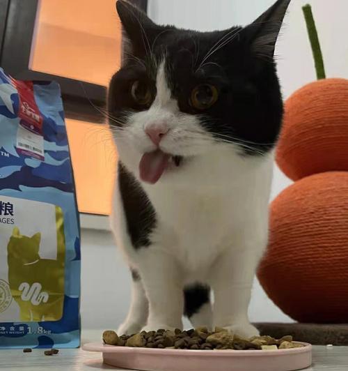 农村猫咪改吃猫粮会有哪些变化？