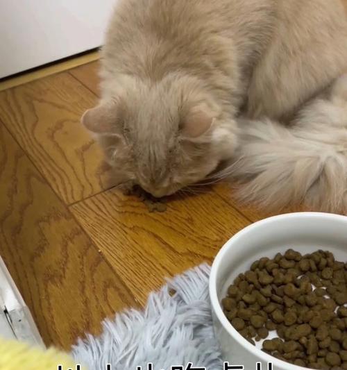 农村猫咪改吃猫粮会有哪些变化？