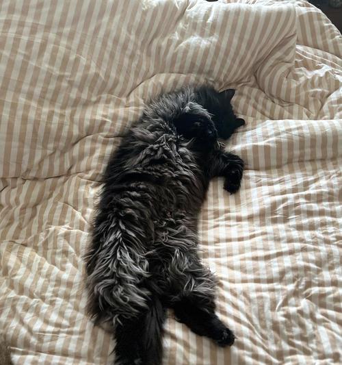 猫粮是黑色的便便颜色会变吗？应该是什么样的？