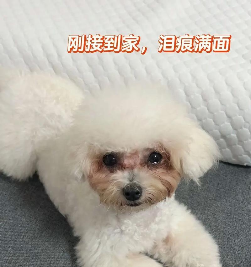 比熊吃猫粮为什么有泪痕？如何解决这一问题？