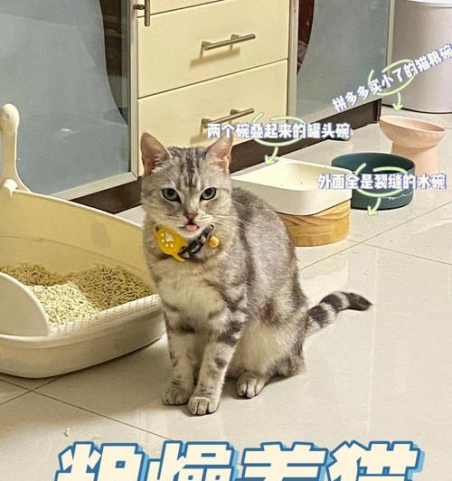 暖气管道中如何正确放置猫粮？
