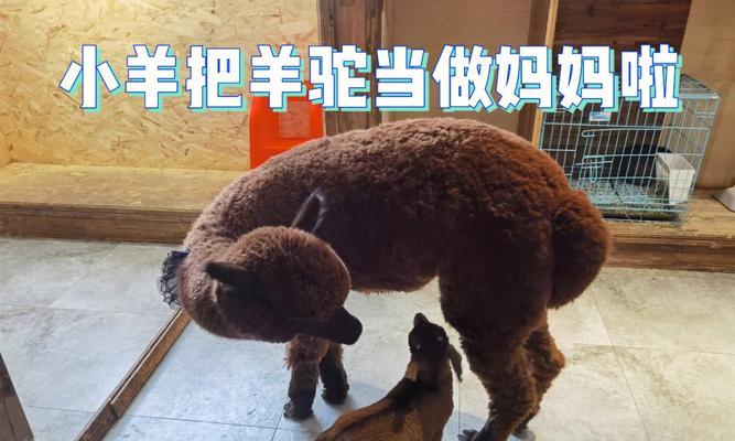 羊驼香芋味辣椒糖的制作方法是什么？