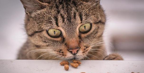 除了猫粮外猫咪还能食用哪些食物？
