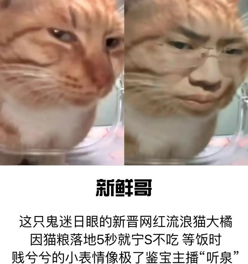 新鲜哥喂猫粮特效的制作方法是什么？效果如何？