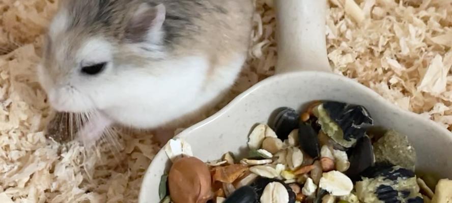 猫误食仓鼠粮会有什么后果？