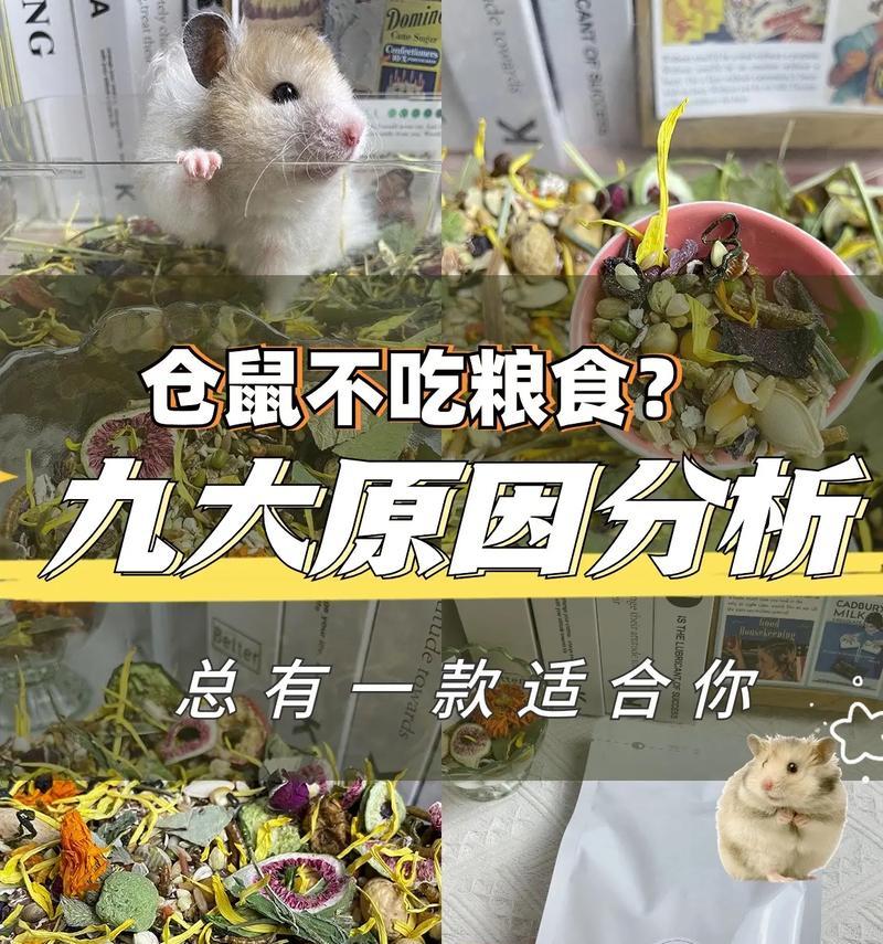 猫误食仓鼠粮会有什么后果？