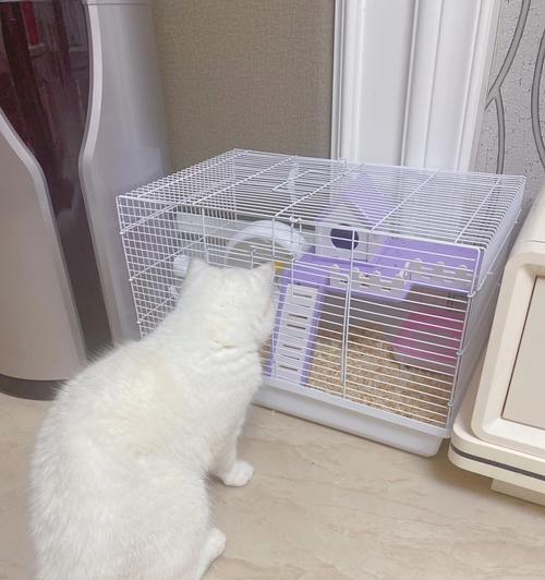 猫误食仓鼠粮会有什么后果？