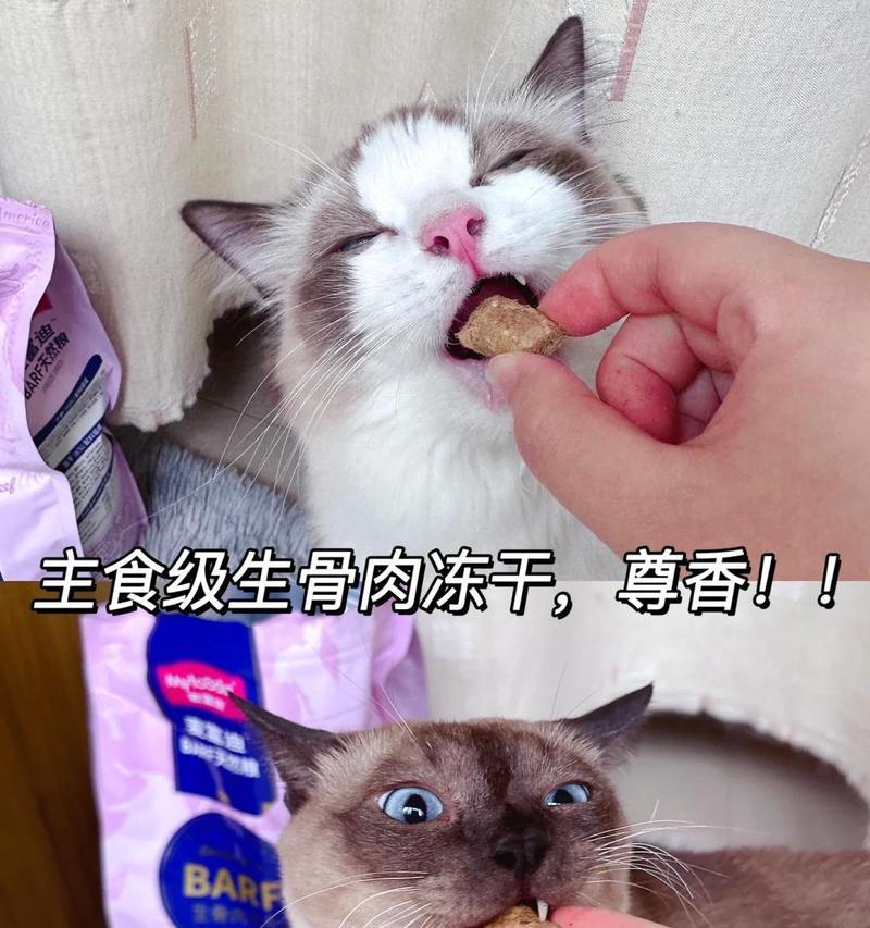 忘记喂食猫粮后猫咪吐白沫是何原因？应如何处理？