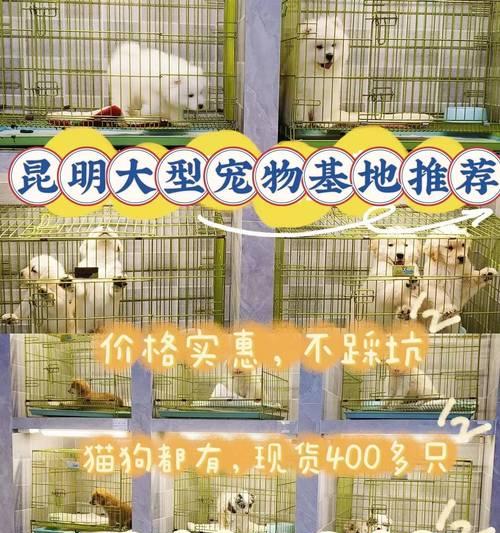 金安三十铺哪家店卖猫粮？如何选择信誉好的店铺？