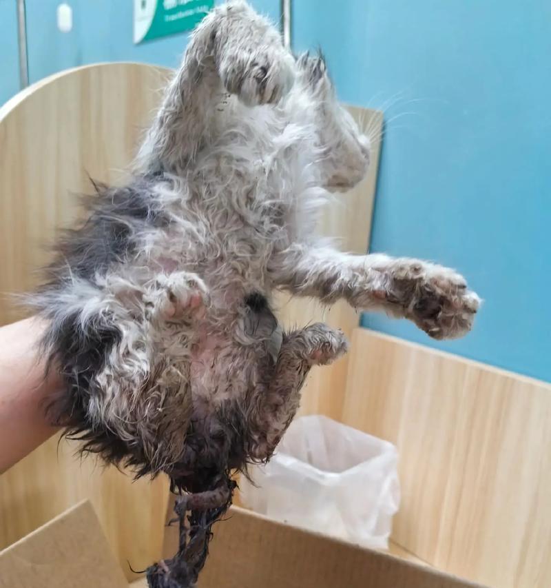 田园猫吃猫粮掉皮是什么原因？