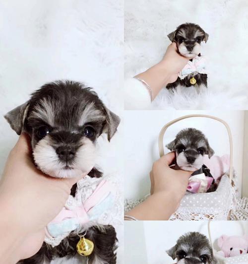 雪纳瑞幼犬的价格是多少？购买时应该注意什么？