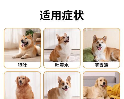猫咪未消化猫粮呕吐应如何用药？