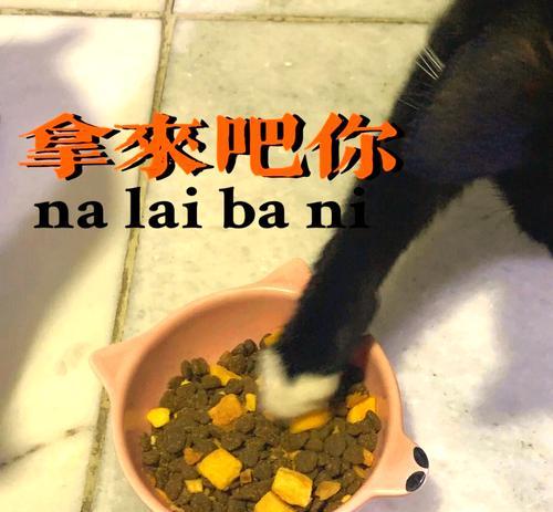 猫粮胶原汤的烹饪秘诀是什么？