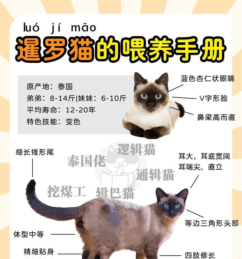 满月暹罗猫的正确喂食方法是什么？