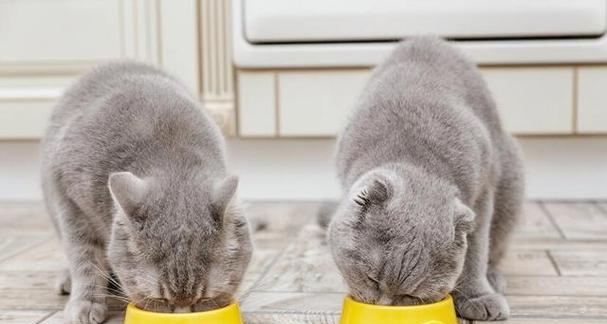 猫粮吃完后猫咪会有何反应？如何安抚它们？
