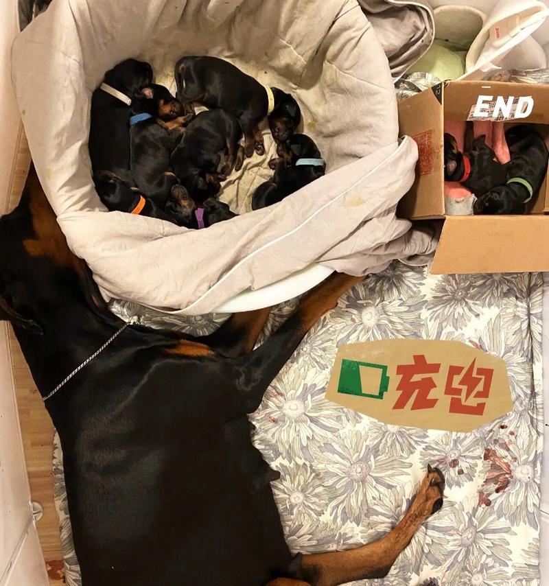 三个月杜宾幼犬的理想狗粮是什么？