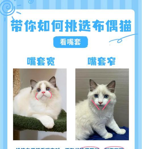 如何喂食布偶猫以促进爆毛？