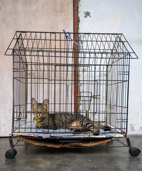 猫在笼子里怎么避免浪费猫粮？有效的方法有哪些？