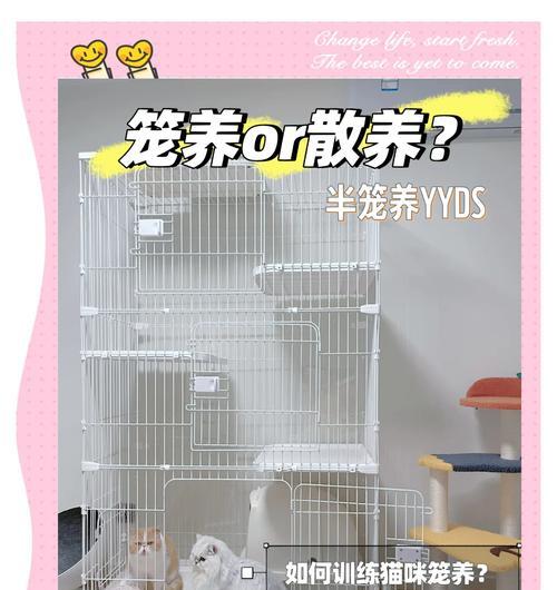 猫在笼子里怎么避免浪费猫粮？有效的方法有哪些？