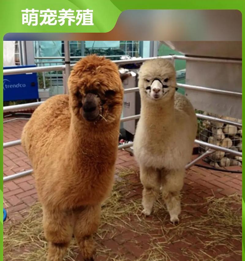 三角龙羊驼熊猫象征着什么？这些动物的象征意义是什么？