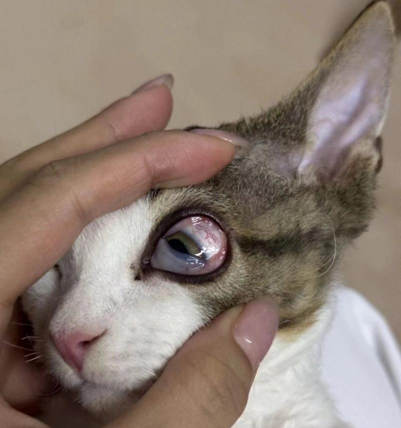 猫粮中毒瞳孔放大？这是什么症状？