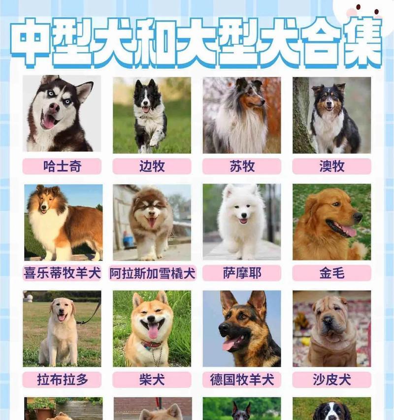 军犬和哈士奇哪个更容易驯养？有何区别？