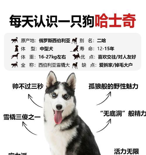 军犬和哈士奇哪个更容易驯养？有何区别？